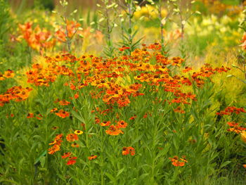 Close-up of orange flowering plants on field