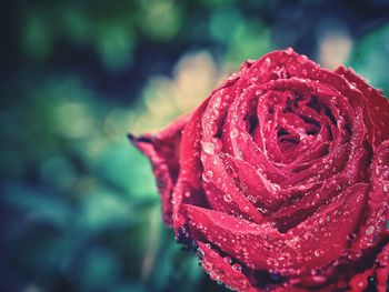 Close-up of wet red rose blooming outdoors