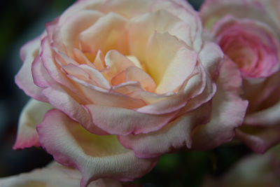 Close-up of rose blooming