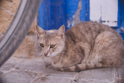 Close-up of a cat looking away