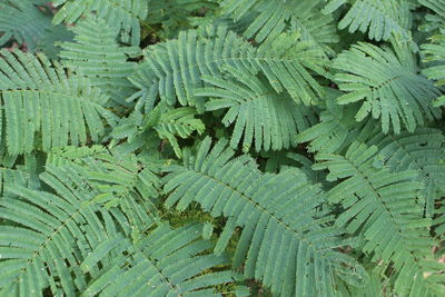 Full frame shot of fern leaves