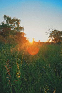 Scenic view of field against sky during sunset