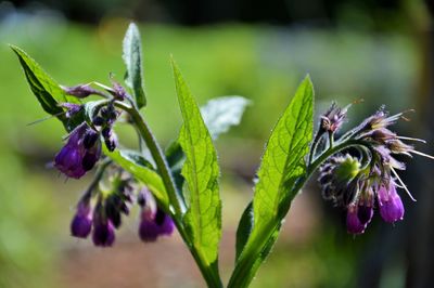 Close-up of purple flowers