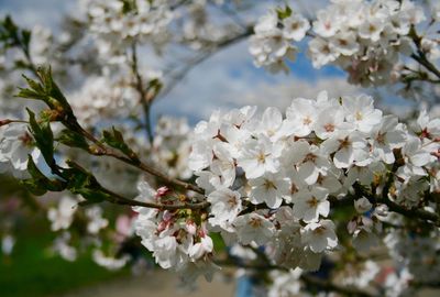 Close-up of cherry blossoms in spring