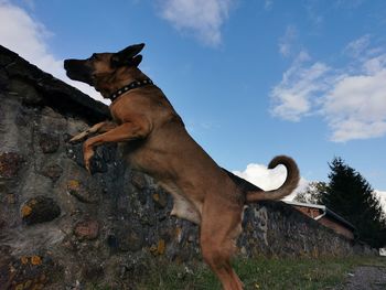 Low angle view of dog on field against sky