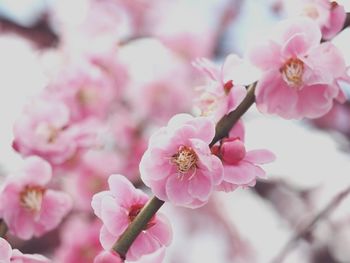 Close-up of cherry blossom tree