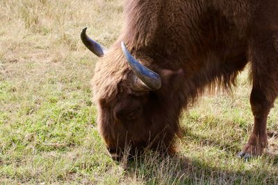 Horse grazing in a field