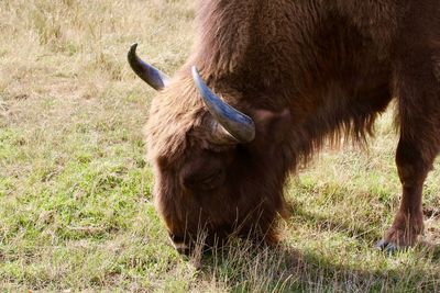 Buffalo grazing in a field