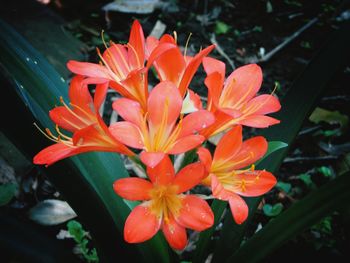 Close-up of orange day lily blooming outdoors