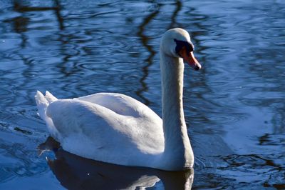 Swan swimming on lake