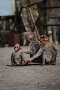 Monkey sitting on the ground