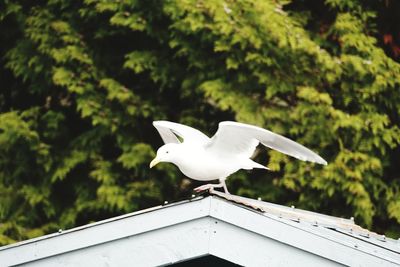 Low angle view of seagull on roof against building