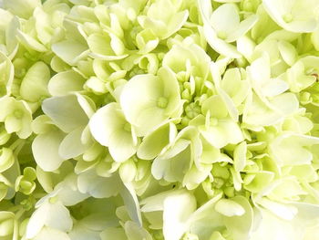 Full frame shot of white flowering plants