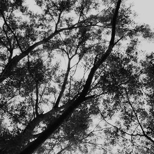 Low angle view of trees against sky