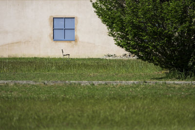 Plants growing on field against building