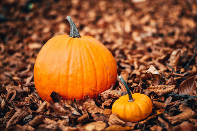 Close-up of pumpkin on field