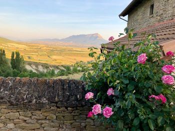 Scenic view of pink and white wall by house against sky