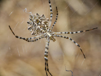 Spider on web