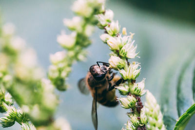 Close-up of bee pollinating on flower