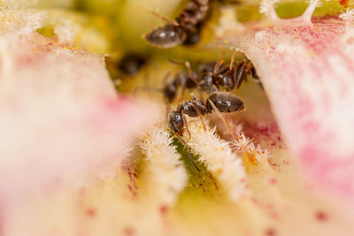 Close-up of ant on pink flower