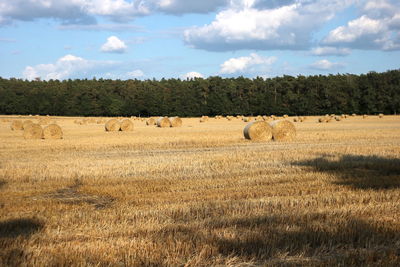 Hay bales in a field