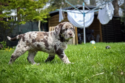 Puppy playing on grass