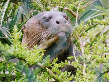 Close-up of an animal