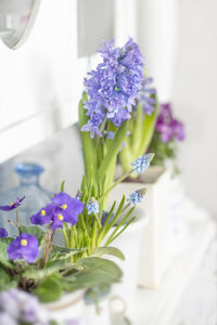 Close-up of purple flowering plant in vase