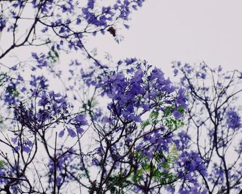 Low angle view of purple flowers blooming on tree