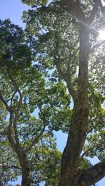 Low angle view of trees in forest