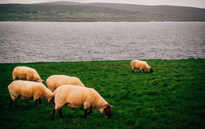 Sheep grazing in pasture by lake
