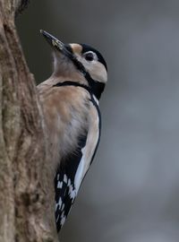 Close-up of a bird