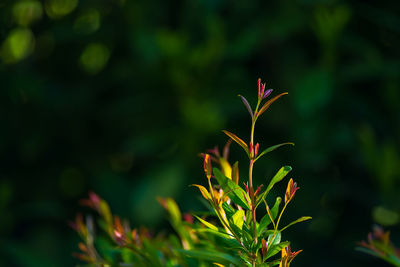 Close-up of flowering plant