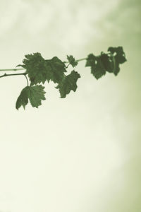 Low angle view of plant against sky