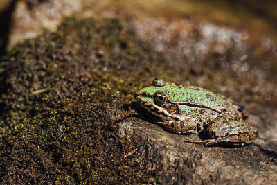 Close-up of frog