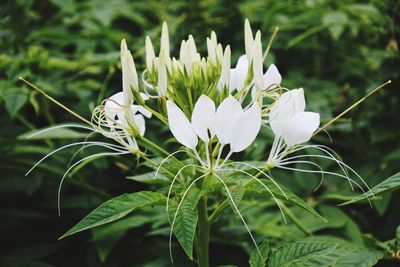 Close-up of white flowering plant