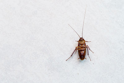 Close-up of insect