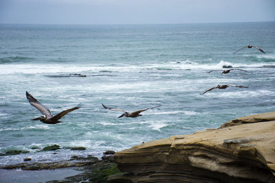 Seagulls flying over sea