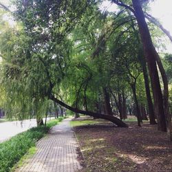 Scenic view of trees at riverbank