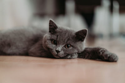 British shorthair cat laying lazy on the floor. 