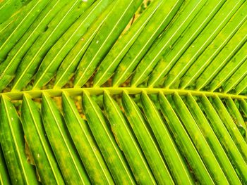 Full frame shot of palm leaves