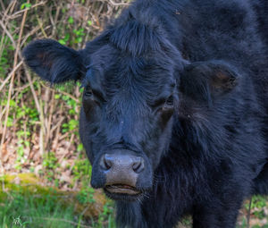 Close-up portrait of a horse on field