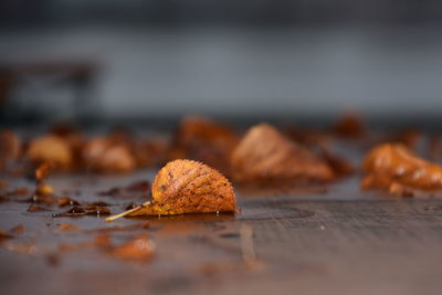 Fallen leaves on footpath