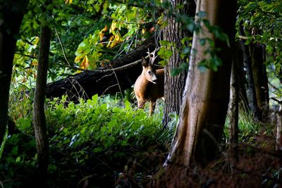 View of a squirrel on tree trunk