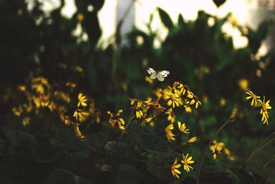 Butterfly hovering on yellow flowers