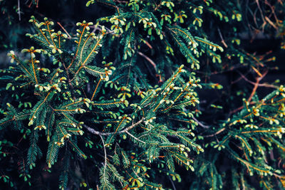 Green pine tree branches with needles and cones, background, dark low key mood, 