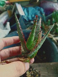 Close-up of hand holding succulent plant