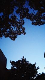 Low angle view of trees against blue sky