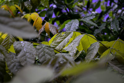 Full frame shot of wet plants