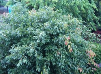 Leaves growing on tree